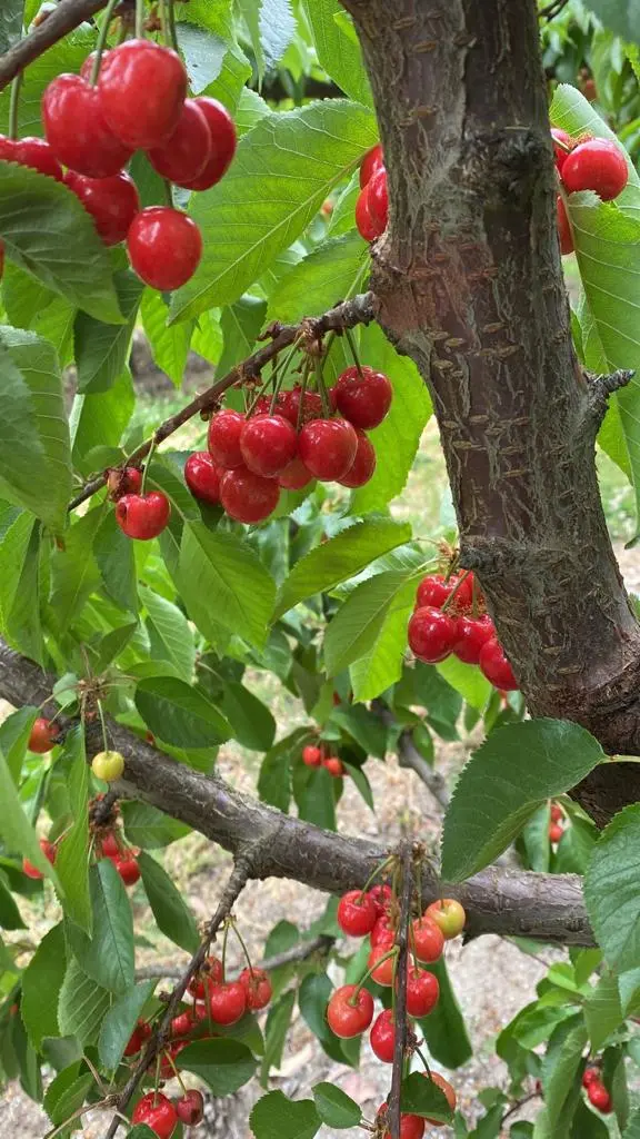 Racimo de cerezas maduras en el árbol